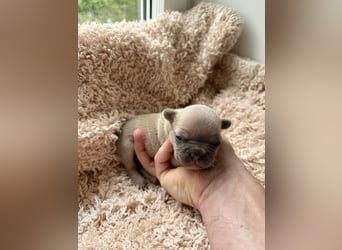 Gesunde Sportliche Französische Bulldoggen aus Familienzucht!