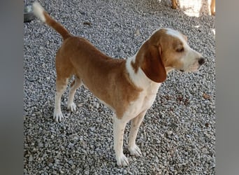 Toby ein sanfter freundlicher Engel