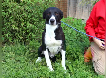 Garoto, Mix Labrador / Dogge - freundlich und sozial
