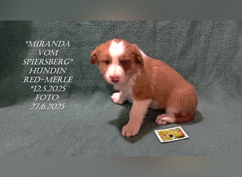 Border Collie-Welpen , black-,choco-,red-white und red-,black-merle