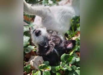 ⭐️ Neues Zuhause gesucht ⭐️