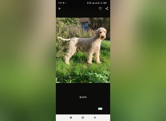 Wunderschöne Labradoodle Welpen, dürfen jetzt ausziehen!