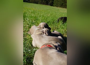 zuckersüße Weimaranerwelpen