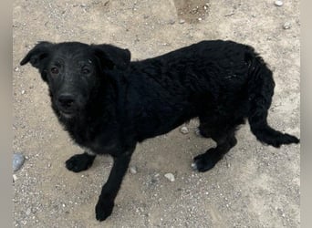 Sweet Coco: offenes, junges, verspieltes Hundemädl