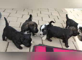 Kirsei-Kra Tibet Terrier Welpen ( VDH / ILT )