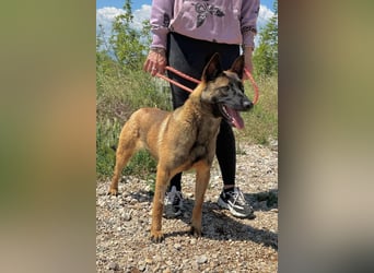 Schäferhund(mix) Freunde aufgepasst – hier kommt unsere Reika