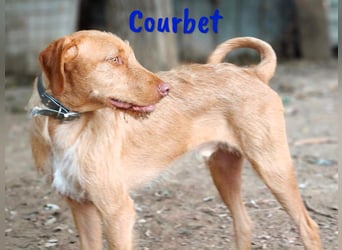 Courbet 11/2022 (ESP) - verspielter, hübscher Jagdhund-Mix Junghund!
