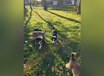 Border Collie/ Malinois Welpen suchen ein liebevolles Zuhause