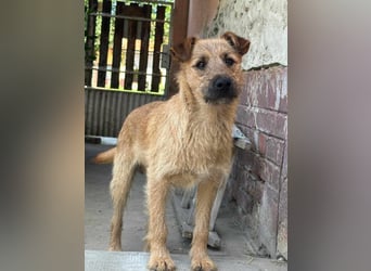 Teddy, 2 Jahre sucht sein Körbchen