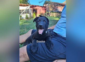 DSH Deutscher Schäferhund - Welpen lackschwarz