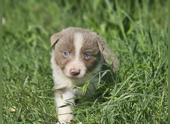 Border Collie Welpen -  Rüden und Hündin