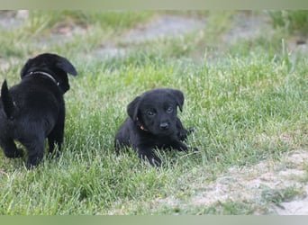 Labrador Welpen
