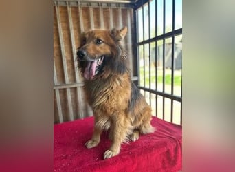 Alfi, Schäferhund-Mix, Rüde, geb. 03.08.2023, 46 cm, 14 kg