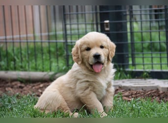 Golden Retriever Welpen vom Thüringer Wald