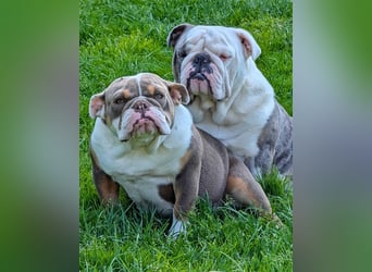 english Bulldogwelpen (Wurfankündigung)