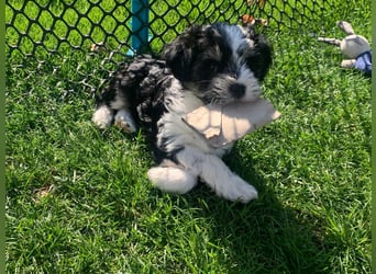 Tibet Terrier Hündin