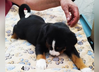 Appenzeller Sennenhund Welpe Rüde reinrassig sucht ein liebevolles Zuhause