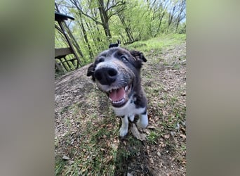 Border collie