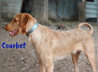 Courbet 11/2022 (ESP) - verspielter, hübscher Jagdhund-Mix Junghund!