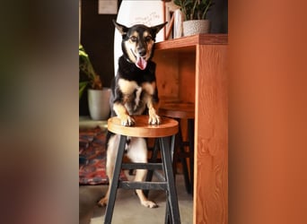 Chejs ein schwarzer Schäferhund - mischling als  treuer Wegbereiter!
