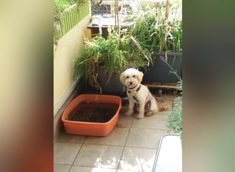 SAMANTHA - Freundliche, muntere Pudeldame sucht ihre Familie