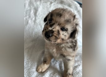 Süße Border Collie -Mudi mix Welpen