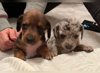 Zuckersüße Jack Russel- Dackel Welpen in liebevolle Hände abzugeben !