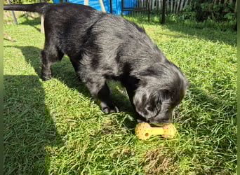 Schwarzer Flat Coated Retriever Rüdenwelpe