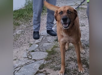 Billy - wird er noch einmal über Wiesen laufen?