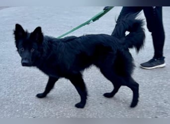 Bodhi - Neues Jahr, neues Glück? (67489 Kirrweiler)