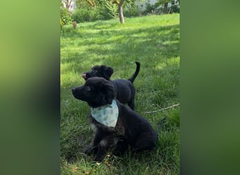 Auszug..Aussiedor F1 Familien und Therapiehund Labrador x Australien Shepherd