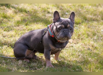 French Hugo - selbstbewusster Bulli - Tierhilfe Franken e.V.