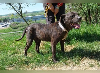 Ludwig 2, Staffordshire Terrier Mischling