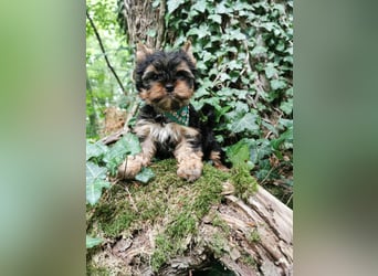 Yorkshire Terrier Biro Rüde