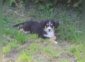 Super schöne Miniature Australian Shepherd Schmusebärchen aus liebevoller Hausaufzucht .