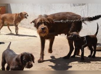 Lollo, ein fröhliches Hundekind auf Entdeckungsreise