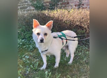 Samu, kleiner Mischling