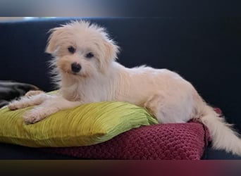 PIP der kleine Lausbub