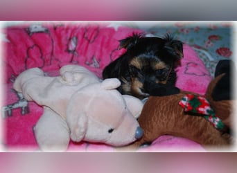 wunderschöne kleine dunkelbleibende Yorkiewelpen  Yorkshireterrier mit Papieren