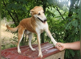Julian ist ein Magyar Agar und eignet sich als Familienhund