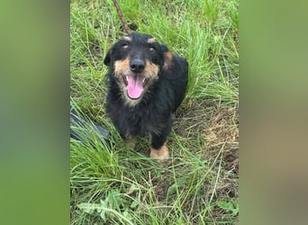 Denver, 11 Monate, 32cm sucht seine Chance