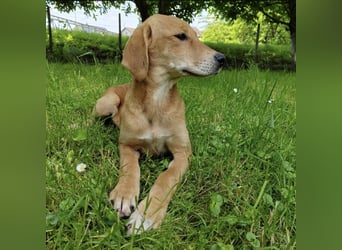 Linja eine elegante kleine Dame