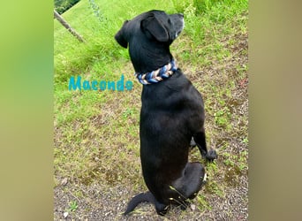 Macondo 04/2020 (in Deutschland) - treuer und liebevoller Labrador-Mix!