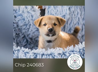Chip 240683: Hundekind sucht ein Zuhause