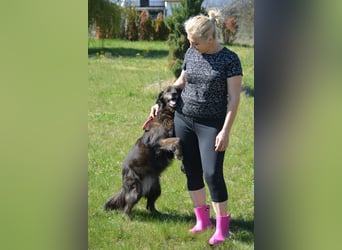 „Ena“, aktiv, menschenbezogen, gut verträglich, möchte gerne lernen, sehr lieb, geb. ca. 2020