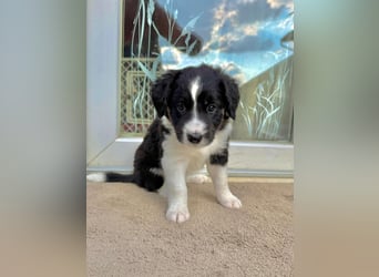 Border Collie welpen