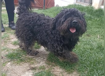 Mancika VA – liebenswerte Hundedame auf der Suche nach einem zweiten Glück