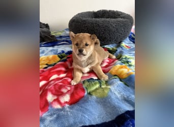 Shiba Inu welpen