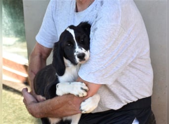 Deutschlandweit Pflegestellen für Hunde gesucht