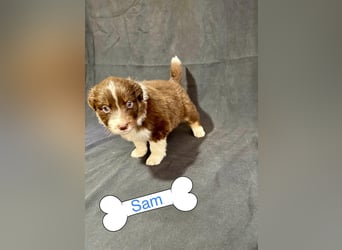 8 Australian Sheperd Welpen